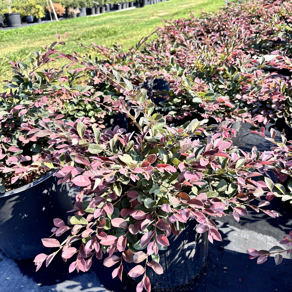 loropetalum-chinense-plum-chinese-fringe-flower