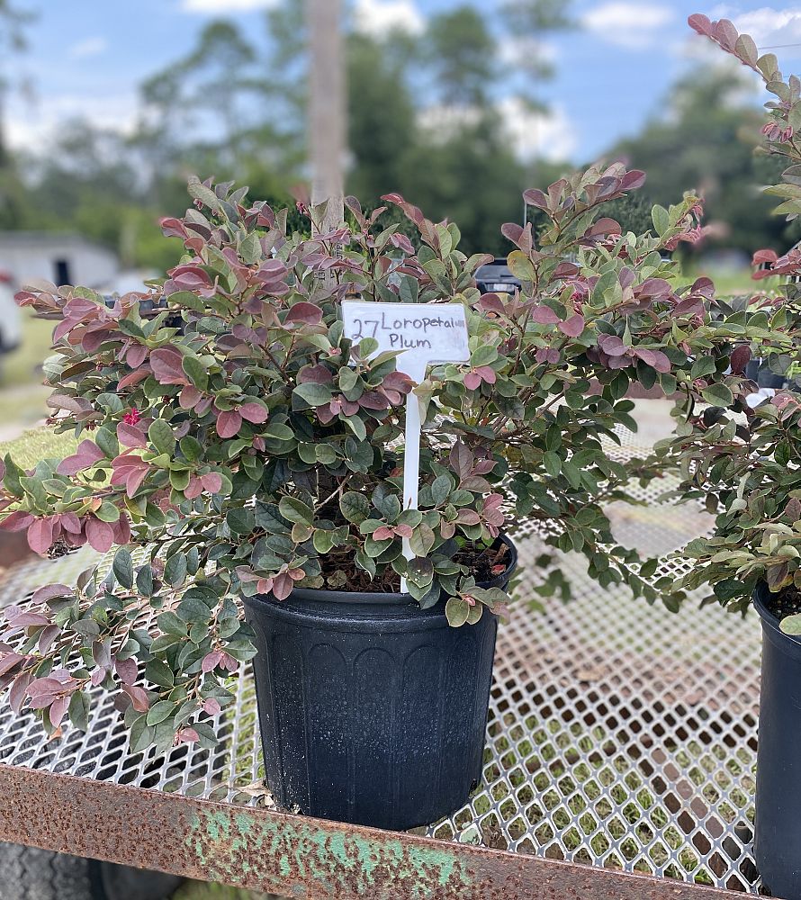 loropetalum-chinense-plum-chinese-fringe-flower