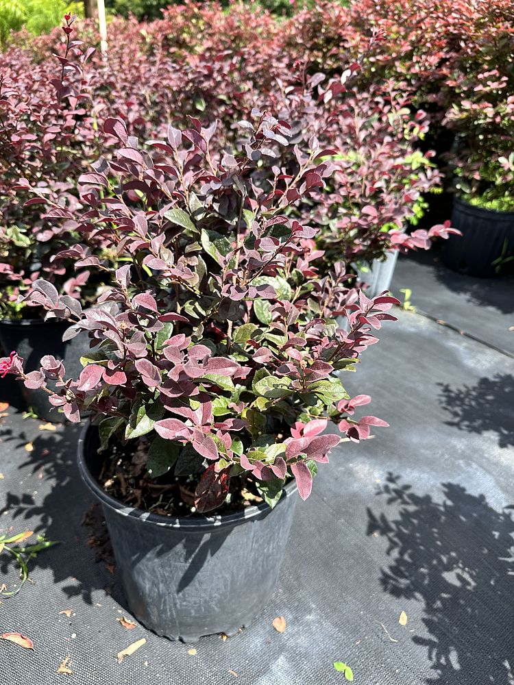 loropetalum-chinense-red-chocolate-chinese-fringe-flower