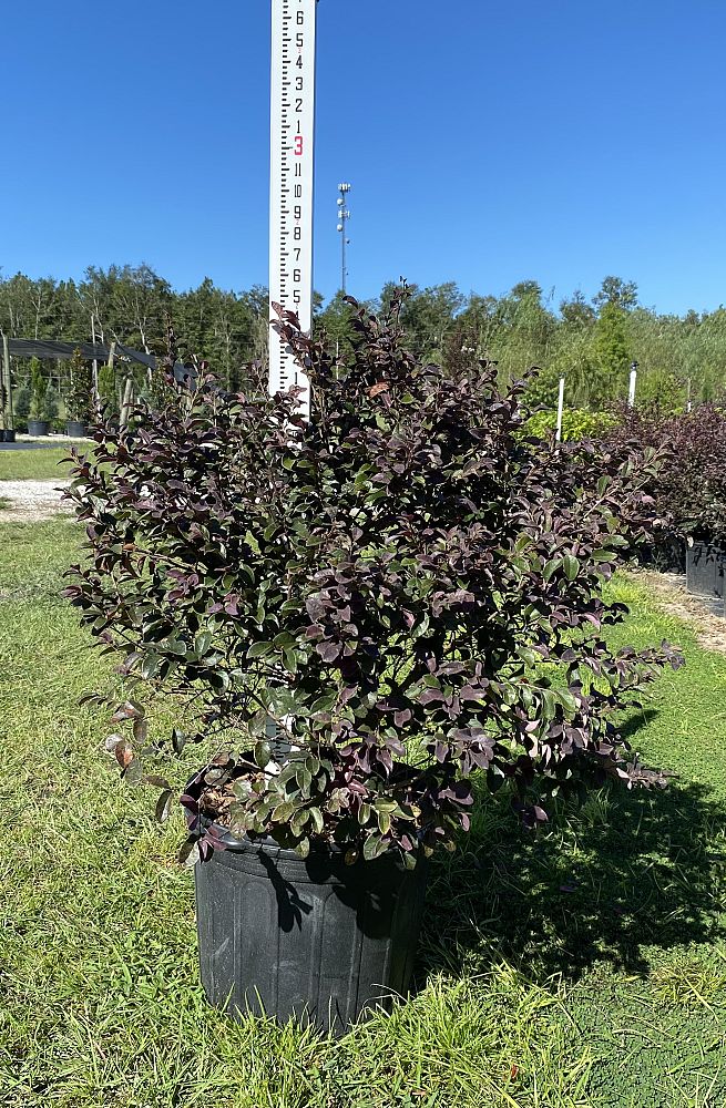 loropetalum-chinense-red-chocolate-chinese-fringe-flower