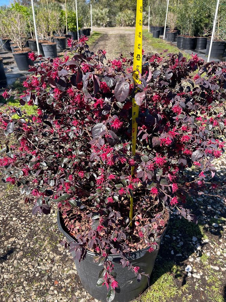 loropetalum-chinense-red-chocolate-chinese-fringe-flower