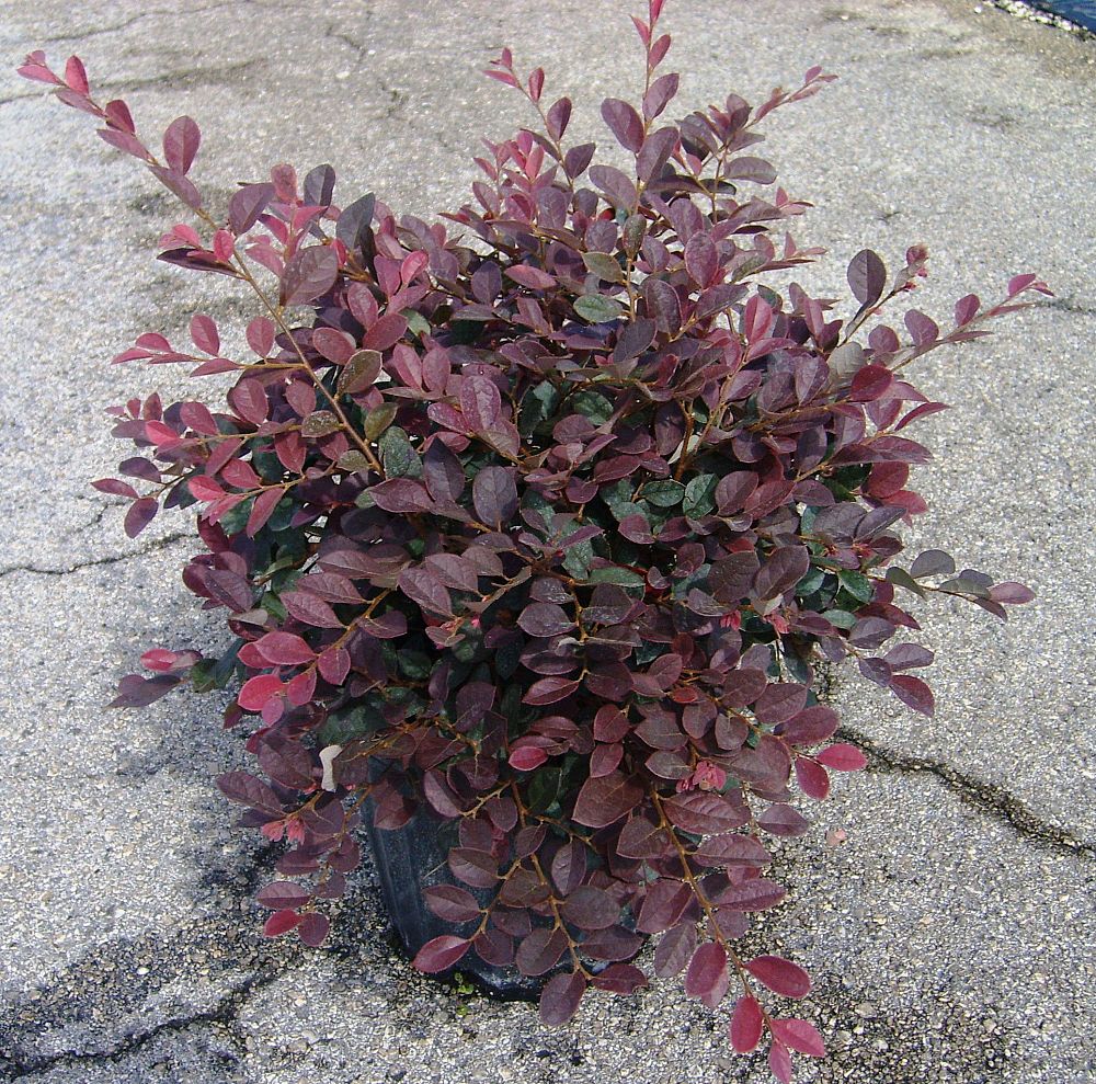 Loropetalum chinense rubrum 'Ruby', Chinese Fringe Flower, Pink Fringe ...