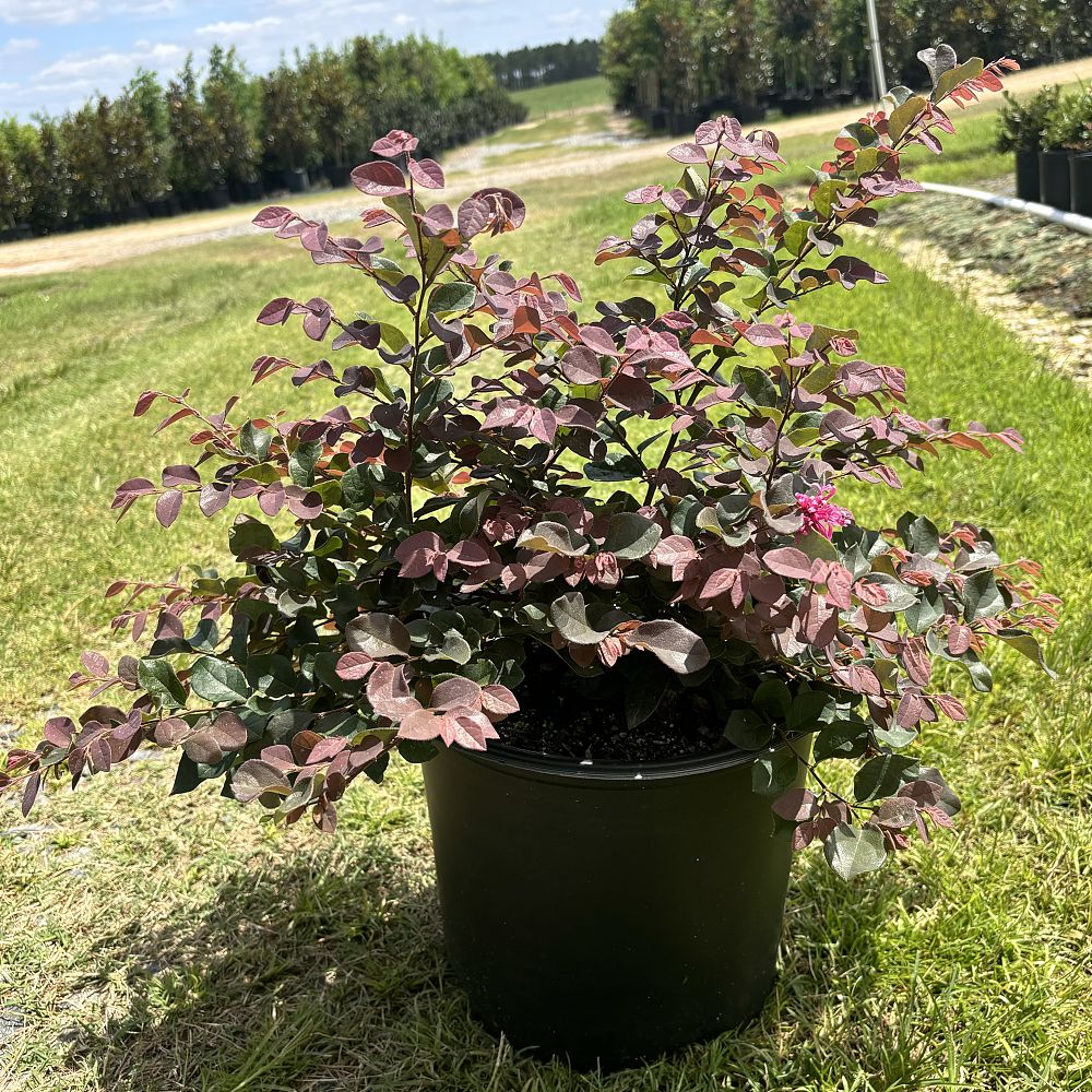 loropetalum-chinense-rubrum-ruby-chinese-fringe-flower