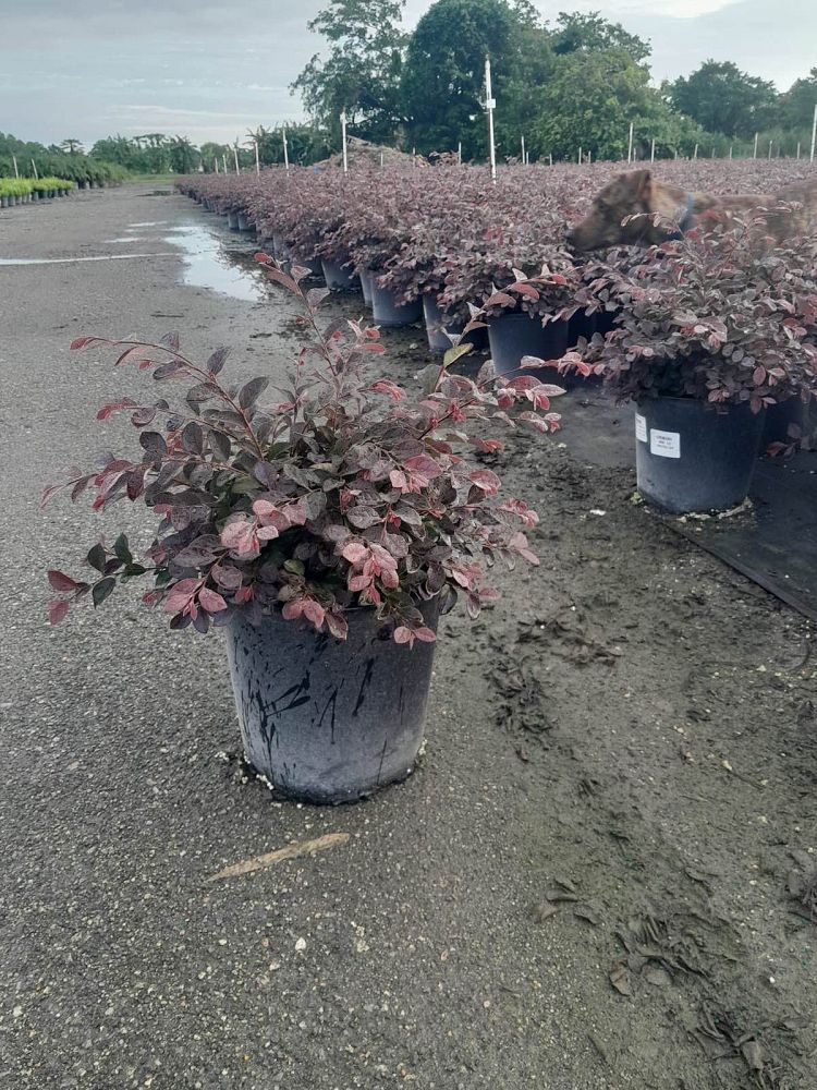 loropetalum-chinense-rubrum-ruby-chinese-fringe-flower