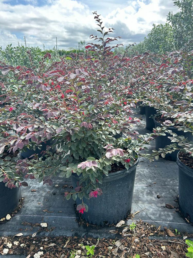 loropetalum-chinense-rubrum-ruby-chinese-fringe-flower