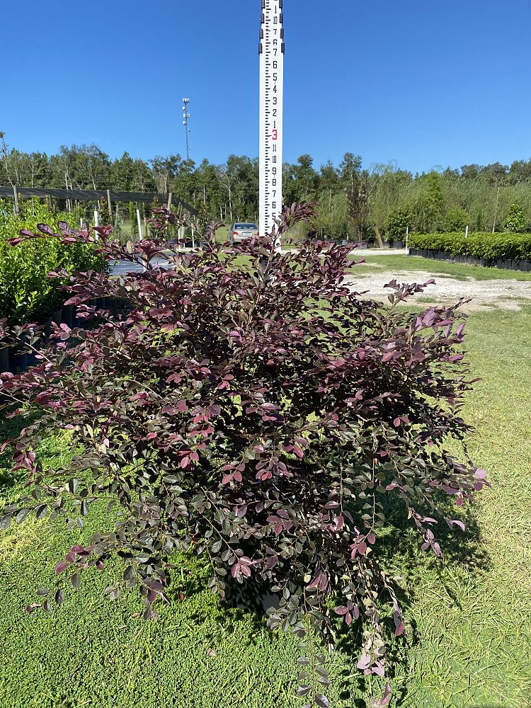 loropetalum-chinense-shang-hi-purple-diamond-reg-semi-dwarf-chinese-fringe-flower