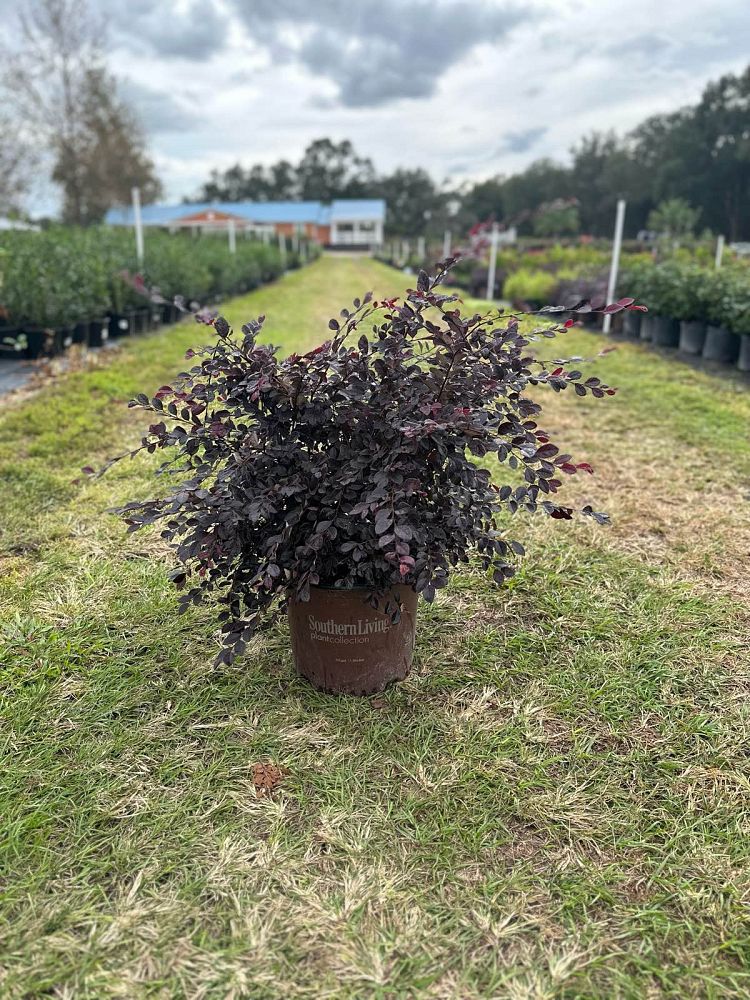 loropetalum-chinense-shang-hi-purple-diamond-reg-semi-dwarf-chinese-fringe-flower