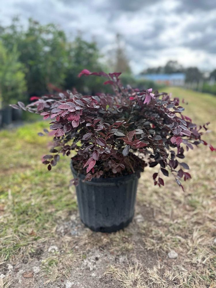 loropetalum-chinense-var-rubrum-piilc-i-crimson-fire-trade-chinese-fringe-flower