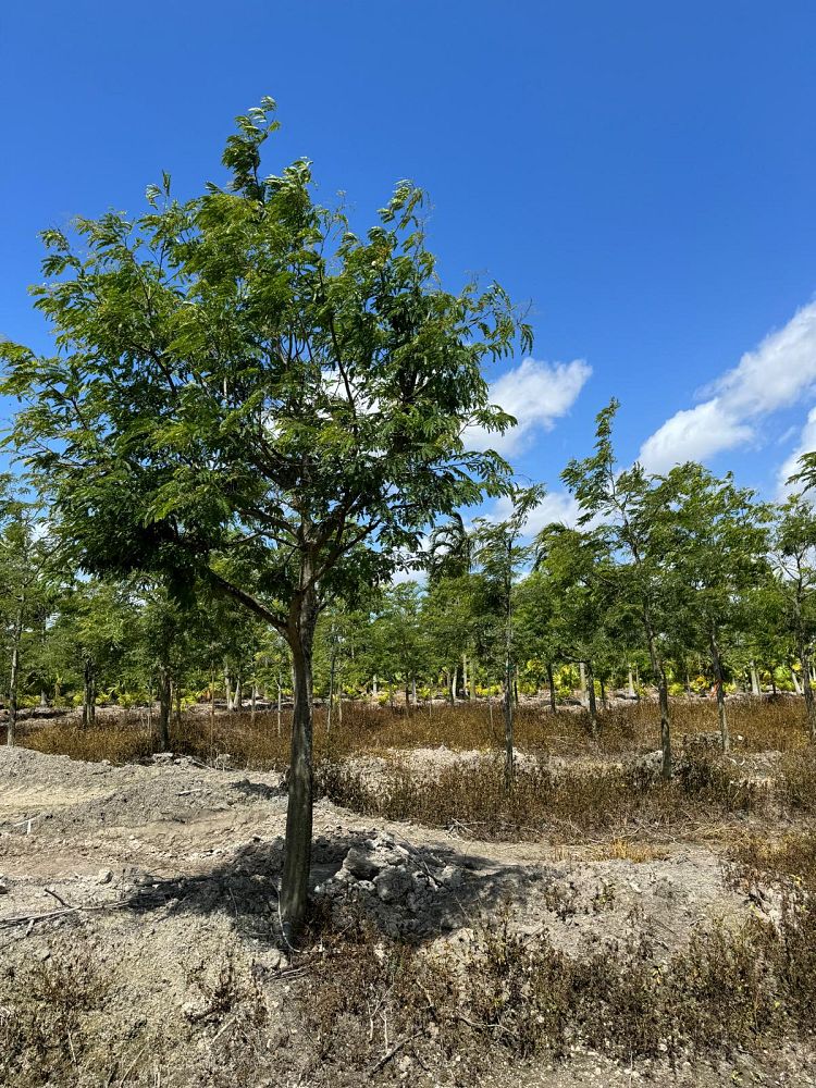 lysiloma-latisiliquum-wild-tamarind-florida-native-tamarind