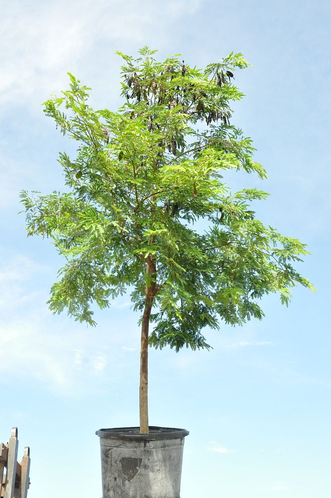 lysiloma-latisiliquum-wild-tamarind-florida-native-tamarind