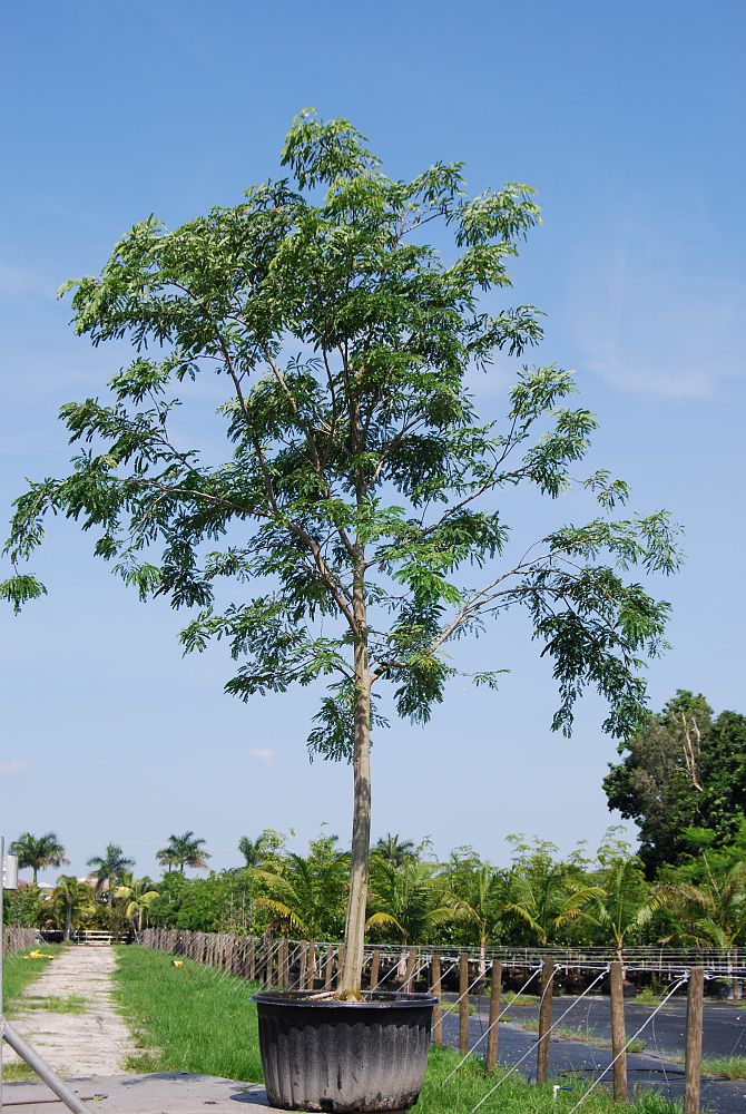 lysiloma-latisiliquum-wild-tamarind-florida-native-tamarind