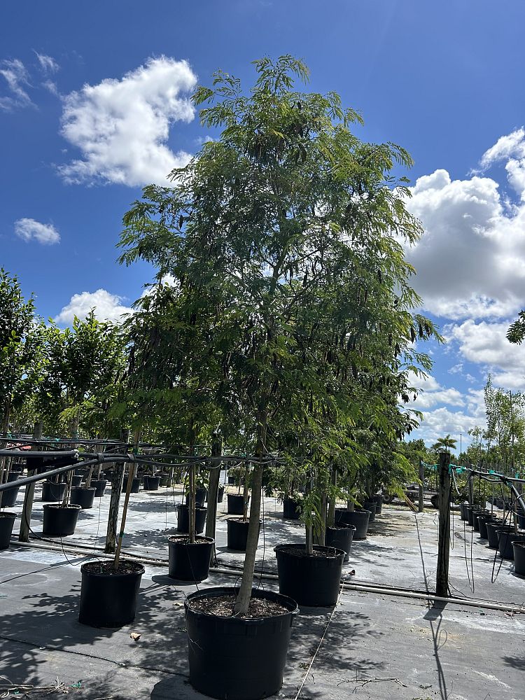 lysiloma-latisiliquum-wild-tamarind-florida-native-tamarind