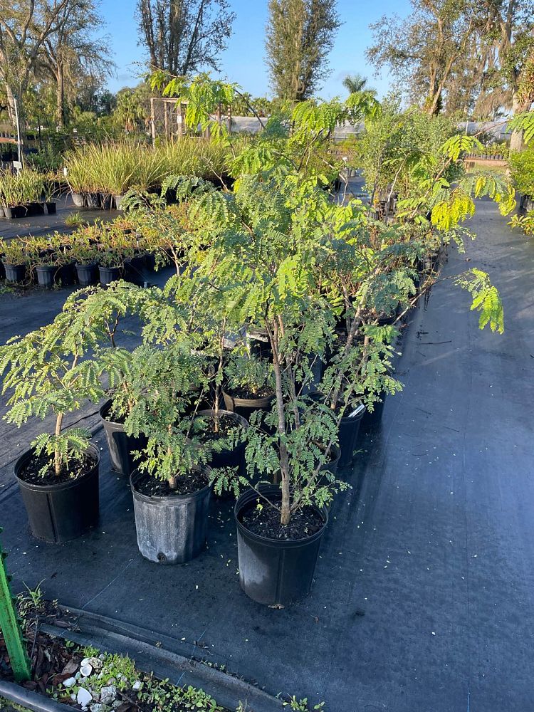 lysiloma-latisiliquum-wild-tamarind-florida-native-tamarind