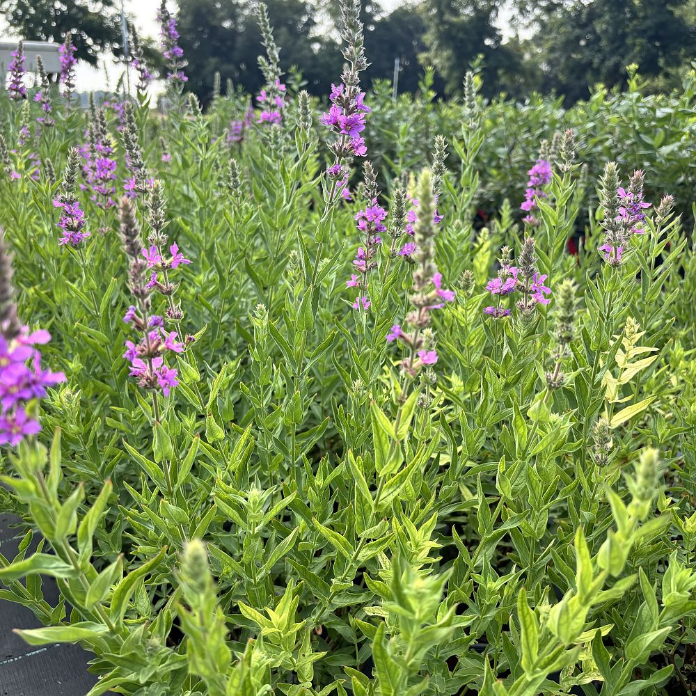 lythrum-loosestrife