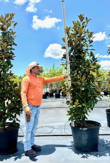 magnolia-grandiflora-bracken-s-brown-beauty-southern-magnolia