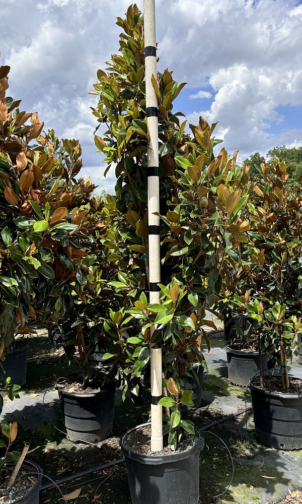 magnolia-grandiflora-bracken-s-brown-beauty-southern-magnolia