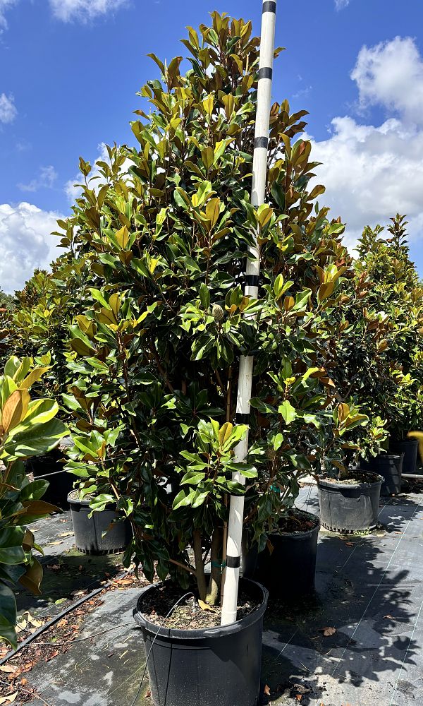 magnolia-grandiflora-bracken-s-brown-beauty-southern-magnolia