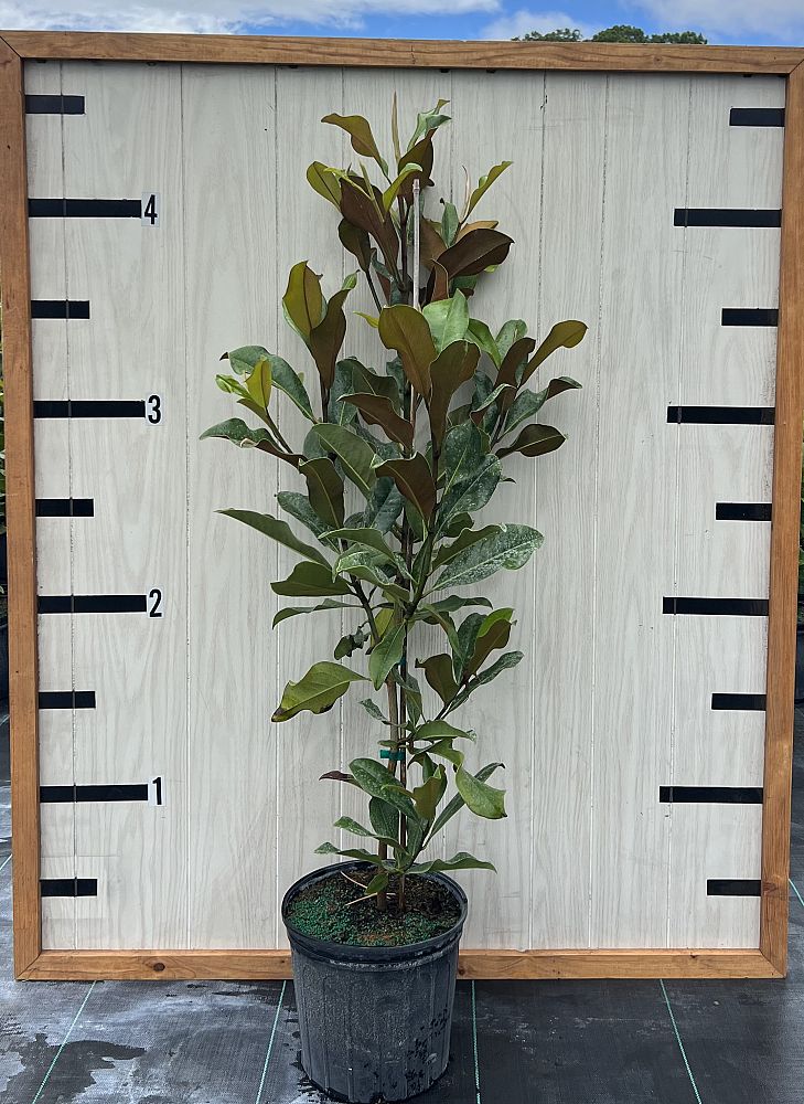 magnolia-grandiflora-bracken-s-brown-beauty-southern-magnolia