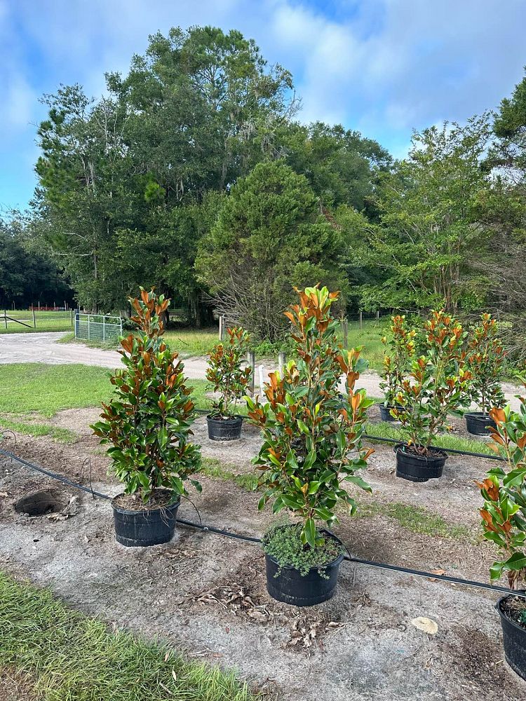 magnolia-grandiflora-bracken-s-brown-beauty-southern-magnolia