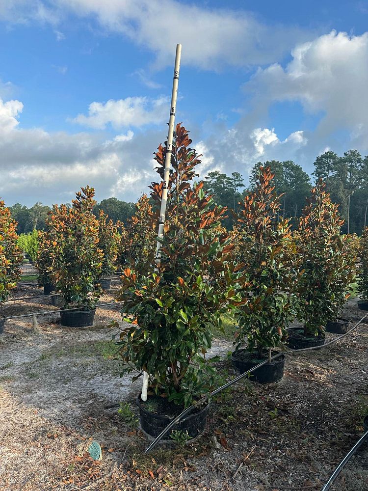 magnolia-grandiflora-bracken-s-brown-beauty-southern-magnolia