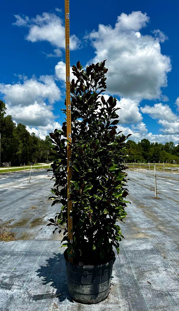 magnolia-grandiflora-bracken-s-brown-beauty-southern-magnolia