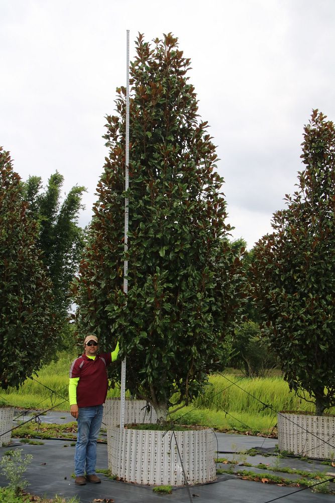 magnolia-grandiflora-bracken-s-brown-beauty-southern-magnolia