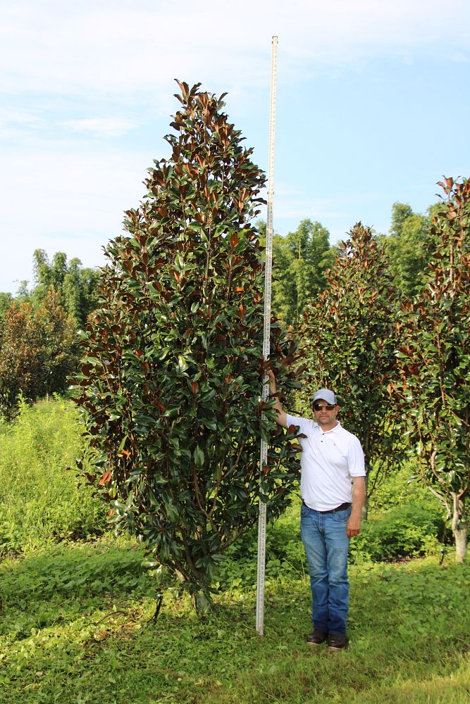 magnolia-grandiflora-bracken-s-brown-beauty-southern-magnolia