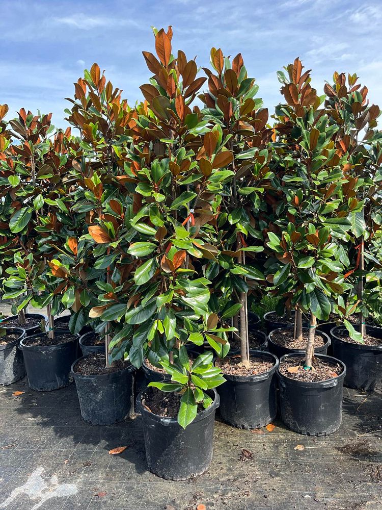 magnolia-grandiflora-bracken-s-brown-beauty-southern-magnolia