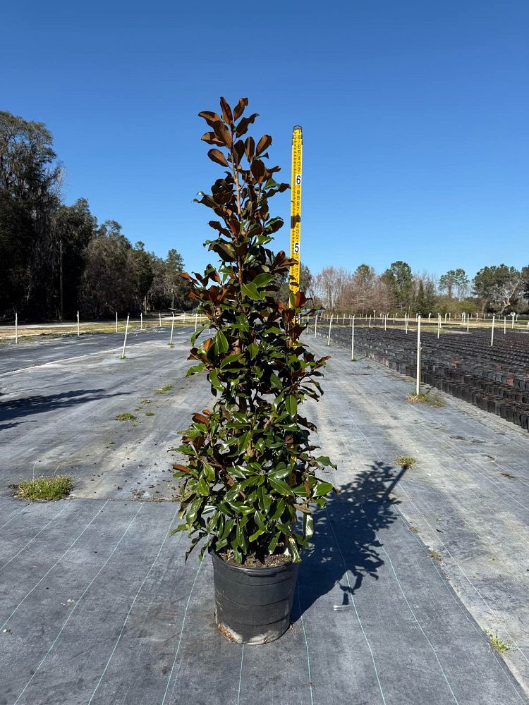 magnolia-grandiflora-bracken-s-brown-beauty-southern-magnolia