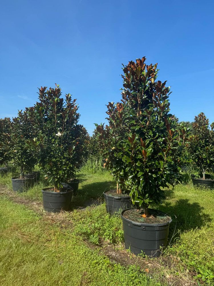 magnolia-grandiflora-bracken-s-brown-beauty-southern-magnolia