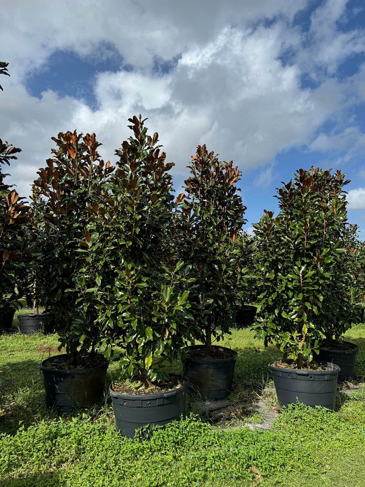 magnolia-grandiflora-bracken-s-brown-beauty-southern-magnolia