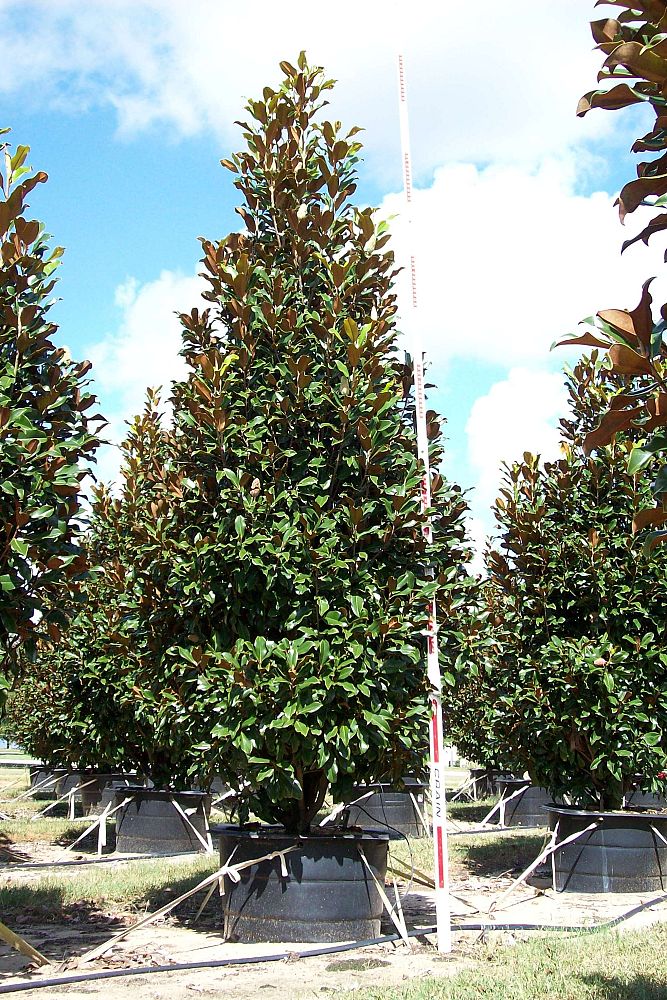 magnolia-grandiflora-bracken-s-brown-beauty-southern-magnolia