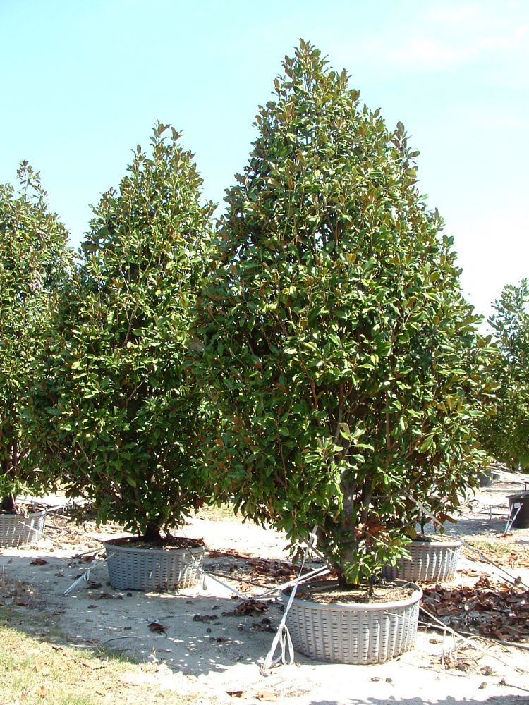 magnolia-grandiflora-bracken-s-brown-beauty-southern-magnolia