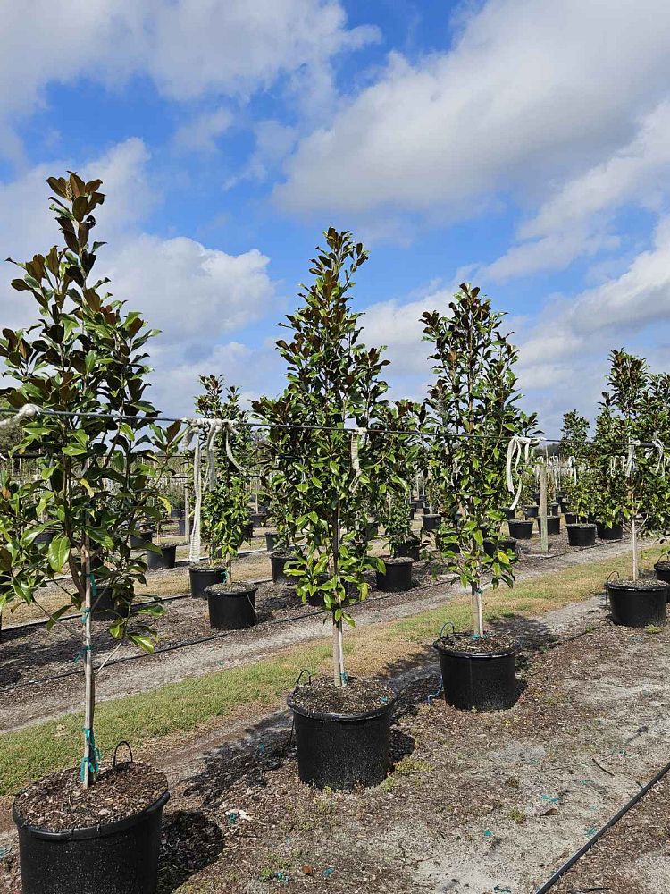 magnolia-grandiflora-bracken-s-brown-beauty-southern-magnolia