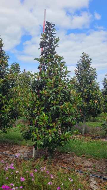 magnolia-grandiflora-bracken-s-brown-beauty-southern-magnolia