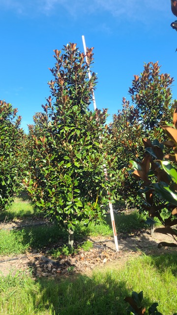 magnolia-grandiflora-bracken-s-brown-beauty-southern-magnolia