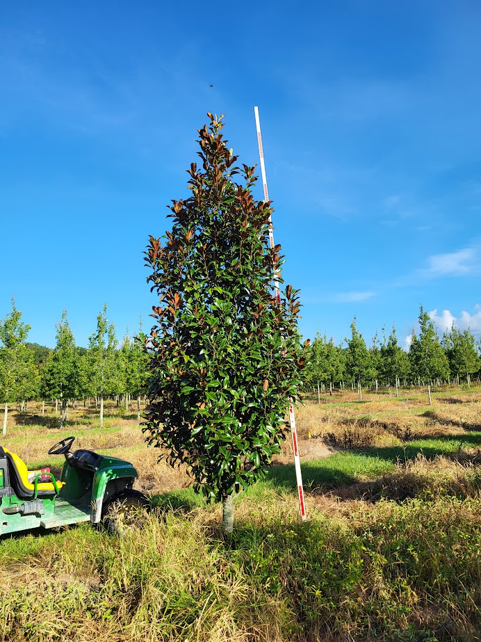 magnolia-grandiflora-bracken-s-brown-beauty-southern-magnolia