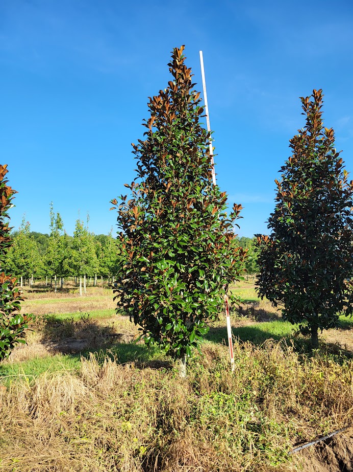 magnolia-grandiflora-bracken-s-brown-beauty-southern-magnolia