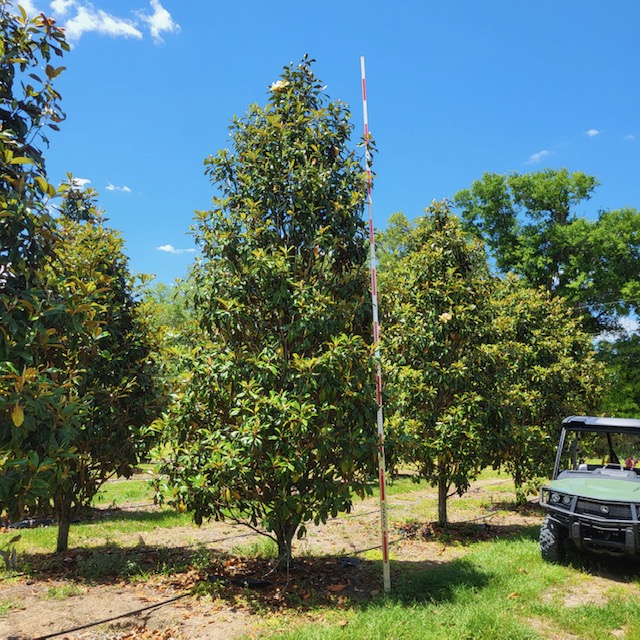 magnolia-grandiflora-bracken-s-brown-beauty-southern-magnolia