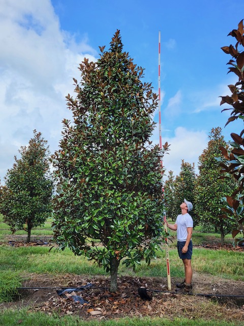 magnolia-grandiflora-bracken-s-brown-beauty-southern-magnolia