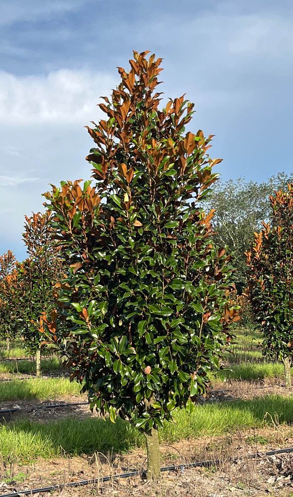 magnolia-grandiflora-bracken-s-brown-beauty-southern-magnolia