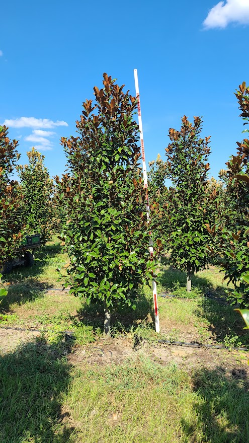 magnolia-grandiflora-bracken-s-brown-beauty-southern-magnolia