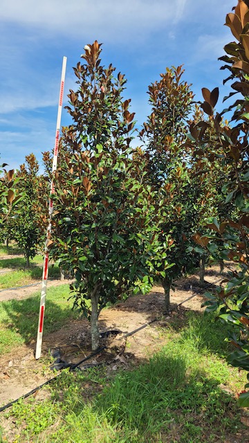 magnolia-grandiflora-bracken-s-brown-beauty-southern-magnolia