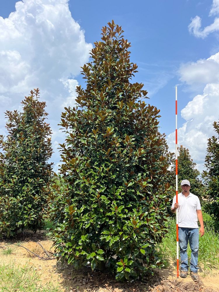 magnolia-grandiflora-bracken-s-brown-beauty-southern-magnolia