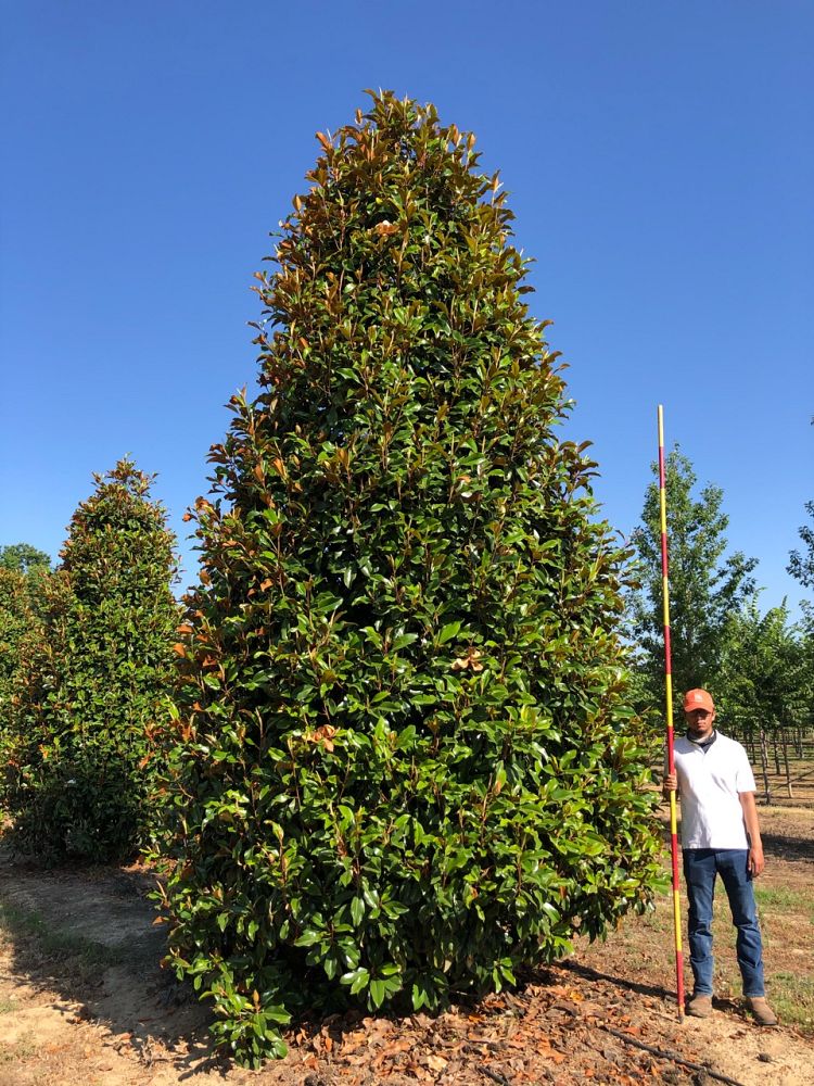 magnolia-grandiflora-bracken-s-brown-beauty-southern-magnolia