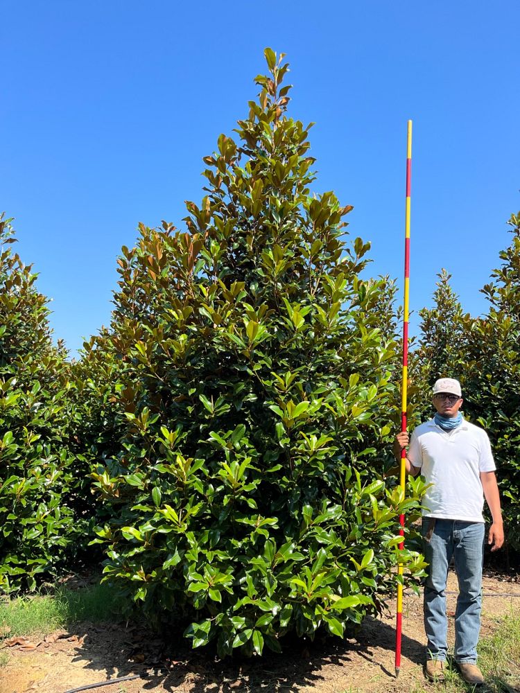 magnolia-grandiflora-bracken-s-brown-beauty-southern-magnolia