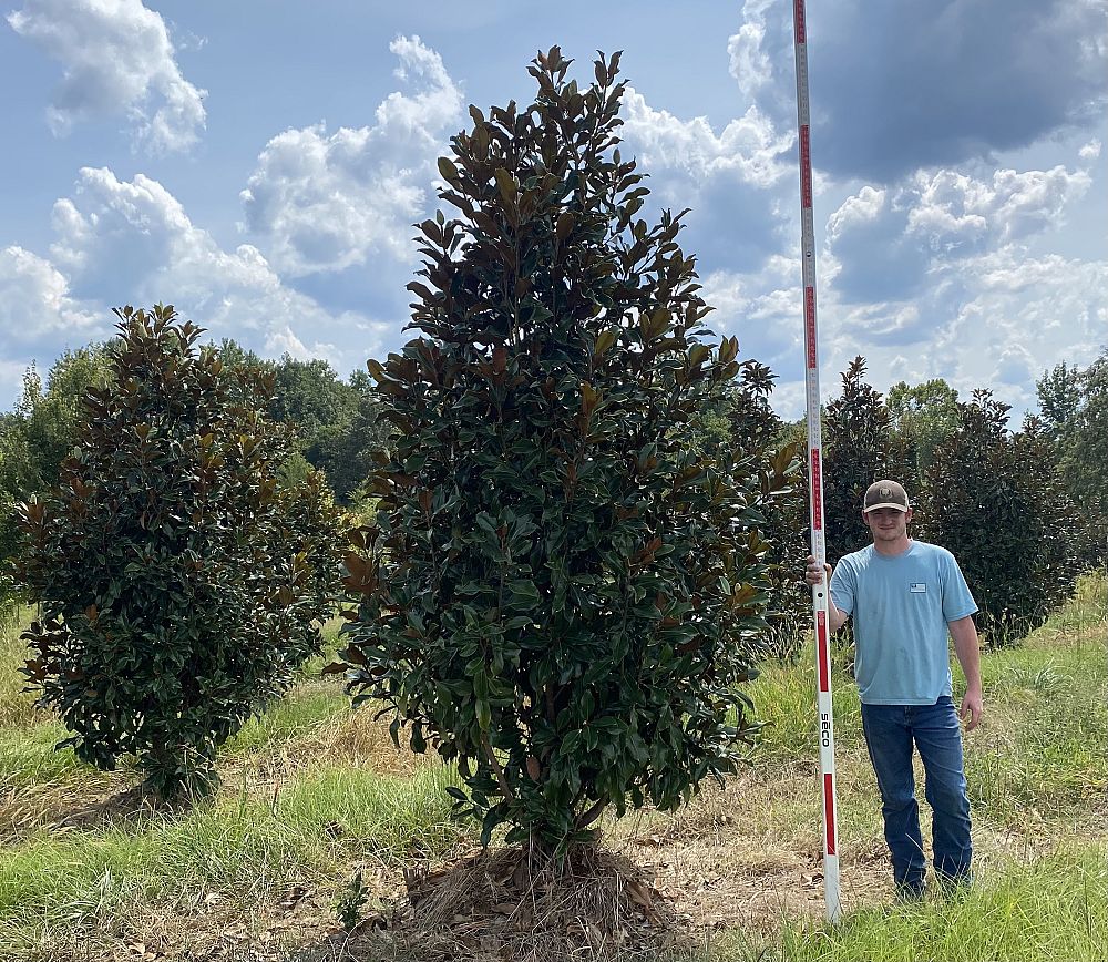 magnolia-grandiflora-bracken-s-brown-beauty-southern-magnolia