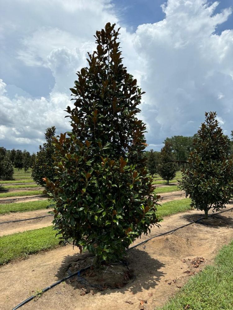 magnolia-grandiflora-bracken-s-brown-beauty-southern-magnolia