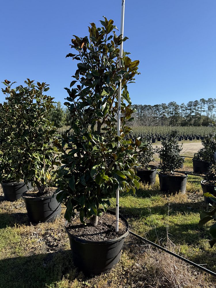 magnolia-grandiflora-bracken-s-brown-beauty-southern-magnolia