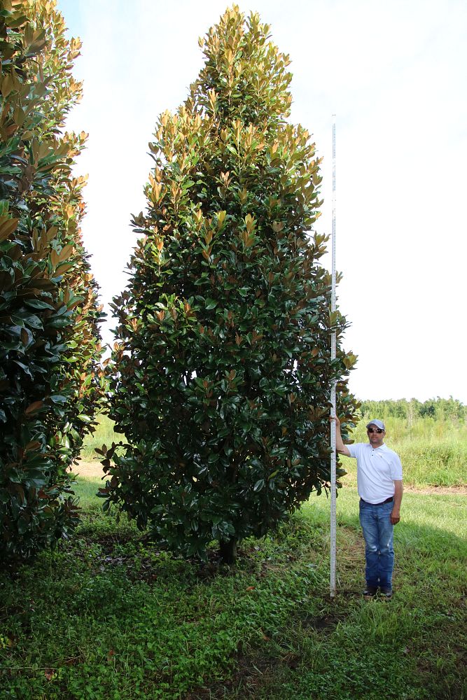 magnolia-grandiflora-claudia-wannamaker-southern-magnolia